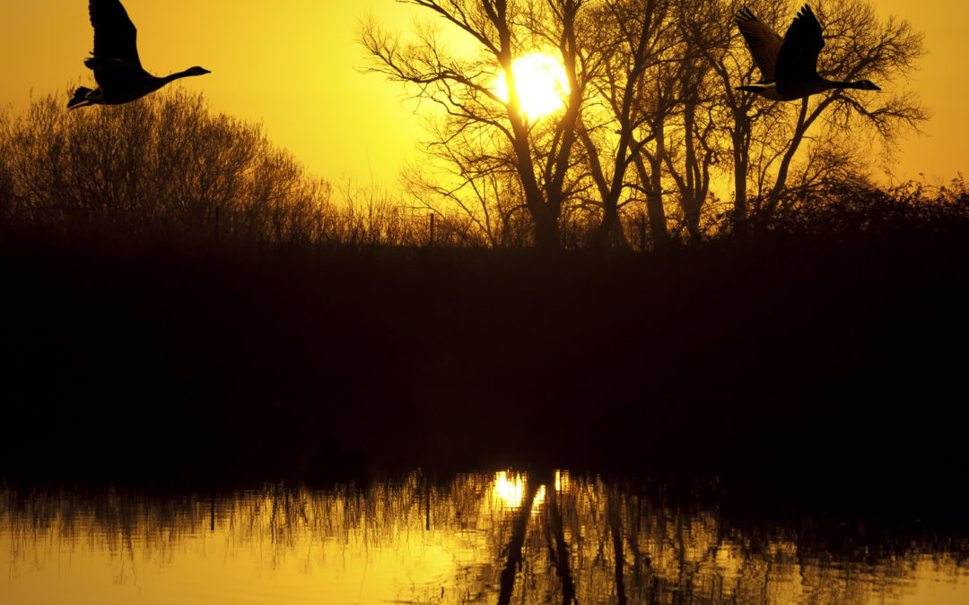 Create Your Own Wildlife Refuge In Art